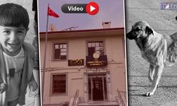 Vanlılar soruşturma kararını değerlendirdi: ‘Sokak hayvanlarına çare bulunmalı’