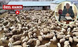 Van’da Hayvancılıkta Tehlike Var mı? Sektörde Son Durum Ne?