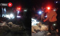 Van’da Gece Yarısı Otomobil Sürüye Daldı, Çok Sayıda Koyun Telef Oldu