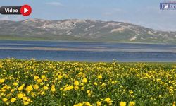 Van'ın Saklı Cenneti Sarıya Büründü: 2 Bin 800 Yıllık Mirasta Büyüleyen Manzara