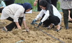 Kadın Emeği Toprakla Buluştu: Başkale’de 7 Bin Lahana Fidesi Toprakla Buluştu