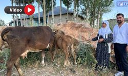 İneği Telef Olan Aileye Vanlı Hayırseverden Anlamlı Destek