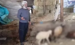 Kurtlar Ağıla Daldı: 14 Koyun Telef Oldu, 30 Hayvan Kayıp