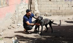 Sokak hayvanlarına ücretsiz mama: Tuşba Belediyesi'nden anlamlı uygulama