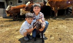 Devlet Desteğiyle Yeni Dönem! Ağrı’da Besicilere Gebe Düve Teslimatı Başladı