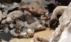 Çöken Kar Kütlesi 25 Koyunu Canından Etti