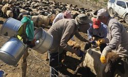 Şarbona Karşı Seferberlik: Aşılama Çalışmaları Aralıksız Sürüyor
