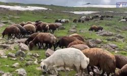 Ağrı’da Temmuz Sürprizi! Yaylada Yazın Ortasında Kış Manzarası
