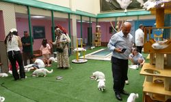 Van Kedilerine Yaz İlgisi Patladı! Kedi Villası Ziyaretçi Akınına Uğruyor