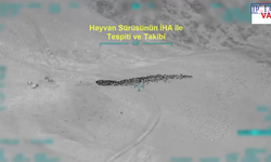 Van'da Film Gibi Operasyon: Çoban Tehdit edildi, 800 Hayvan Geri Alındı