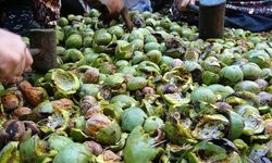 Van, Uluslararası Ceviz Sempozyumu’na Ev Sahipliği Yapacak