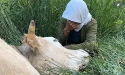 İneğini Kaybeden Aileye Dev Destek: Yapılan Yardım Miktarı Belli Oldu!