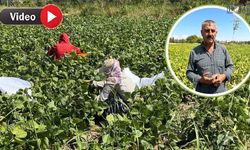 Van’da yetişiyor, şehir şehir satılıyor! Üreticiler bu kez yetkililere seslendi