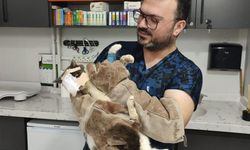 Yüzündeki tümörle yaşam mücadelesi veren sokak kedisi ameliyatla kurtarıldı