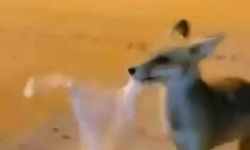 Sokak Arasındaki Tilkiye poşetle yiyecek bıraktı!