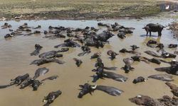 Afrika belgesellerini aratmayan görüntüler