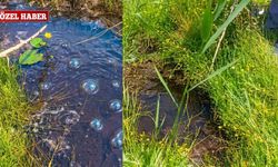 Van'da Köylüler Şaşkın: 8 Yıl Sonra Geri Döndü!