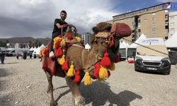 Yüksekova’da alışılmadık görüntüler! Develer ve midilli atları ilgi odağı oldu