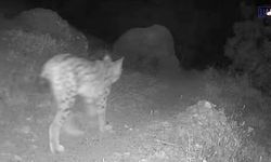 Tunceli’de Ormanın Gizli Misafirleri Fotokapana Takıldı