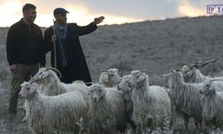 Van'a Belgeli Çoban Geliyor!