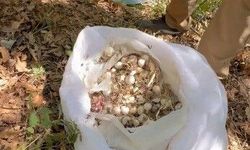 Dağ sarımsağı operasyonu! 3 kişiye 2 milyon lira ceza