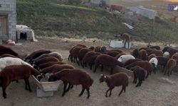 Ağrı'da küçükbaş hayvan yetiştiricileri sonbahar satışlarına hazırlanıyor