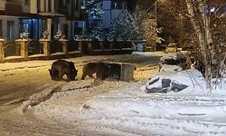 Kars’ta "Kış kapıda, ayılar sokaklarda"