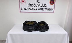 Bingöl’de 19 bin kök kenevir ele geçirildi