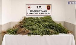 Diyarbakır’da Uyuşturucu Operasyonu: 144 Bin Kök Kenevir Ele Geçirildi