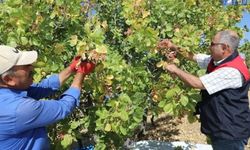 Elazığ’da Antep fıstığında hasat başladı: 38,4 ton ürün bekleniyor