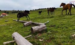 Rüyada at görmek ne anlama gelir? İşte rüyada at görmenin yorumu