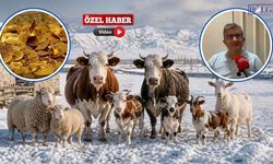 Van’da Altın mı, Hayvan mı? Hesabı! Üretici Ne Yapmalı?