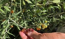 Tatvan’da Bir İlk: Van Gölü Kıyısında Goji Berry Hasadı Yapıldı