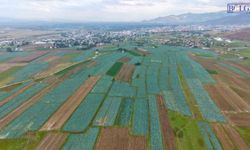 Muş’ta Lahana Hasadı Başladı: 165 Milyon Liralık Gelir Bekleniyor