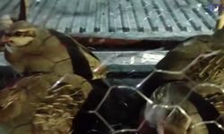 Van’da kaçak keklik avına ceza yağdı: 27 keklik ele geçirildi