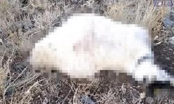 Yıldırım Düşmesi Sonucu Çok Sayıda Koyun Telef Oldu