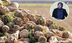 Van’da pancar üreticisinin tepkisi Meclis’e taşındı: Çiftçi neden geçinemiyor?