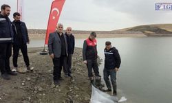 Van’daki 8 Gölete 700 Bin Yavru Sazan Bırakıldı