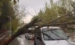 Elazığ'da ağaç, aracın üstüne devrildi