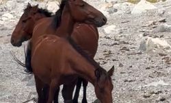 Van Gölü kıyısında kartpostallık görüntü! Yılkı atları böyle görüntülendi
