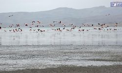 Van’da flamingoların göç sırrı: İklim değişti