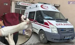 Ceviz Ağaçlarından Düşen 5 Kişi Hastanelik Oldu