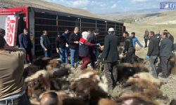 Erzurum’da Hayvan Yüklü Tır Devrildi: 130 Küçükbaş Hayvan Telef Oldu