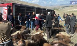 Hayvan yüklü tır devrildi: 130 küçükbaş hayvan telef oldu