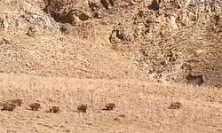 Van’da Yaban Domuzu Sürüsü Yerleşim Yerine Yaklaştı!