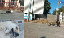Van’da köpeği silahla vurdu, canlı canlı gömmeye çalıştı!