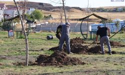 Tuşba Belediyesi’nden Mavi Bayraklı Halk Plajı’nda ağaçlandırma çalışması