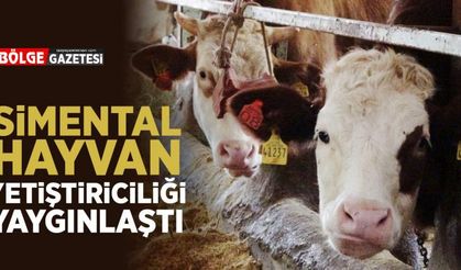 Simental ırkı hayvan yetiştiriciliği Bahçesaray'da yaygınlaştı...
