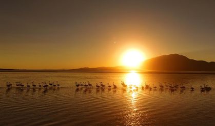 Van Gölü’nde flamingoların gün batımı ile eşsiz uyumu mest etti!