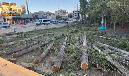 Van’da 20 Ağaç, Döner Kavşağa Feda Edildi